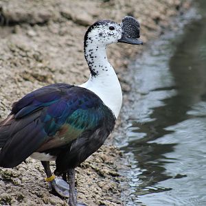 South American Comb Duck