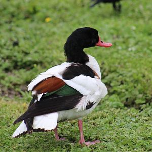 Wild Common Shelduck