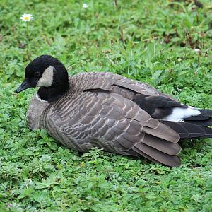 Richardson's Cackling Goose