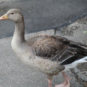 Greylag Goose