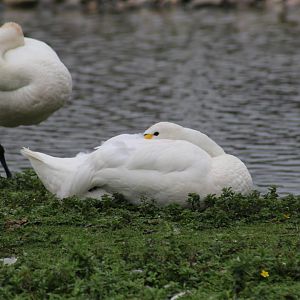 Bewick's Swans