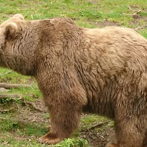 European Brown Bear