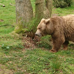 European Brown Bear