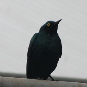 African glossy starling ID
