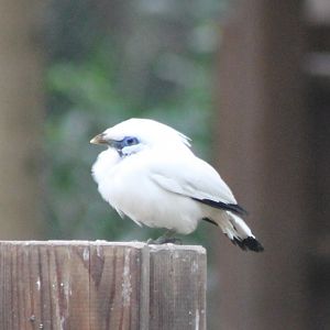 Bali mynah