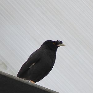 Crested mynah