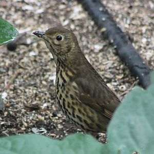 Song thrush