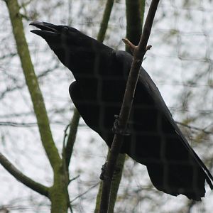 Common raven
