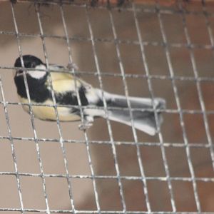 Great tit