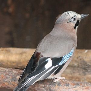 Eurasian jay