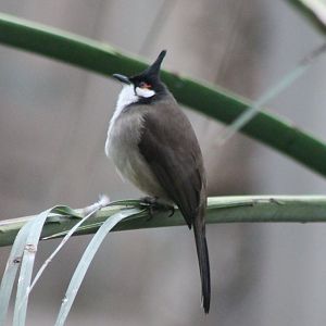Red-whiskered bulbul