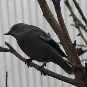 White-shouldered starling