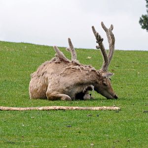 001 - WEST MIDLAND SAFARI PARK 14 04 2017   (540A)