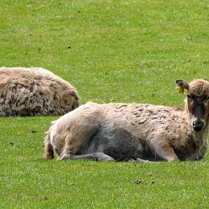 002 - WEST MIDLAND SAFARI PARK 14 04 2017   (556A)