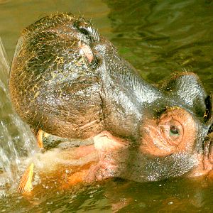 Hippopotamus; Whipsnade; 15th April 2017