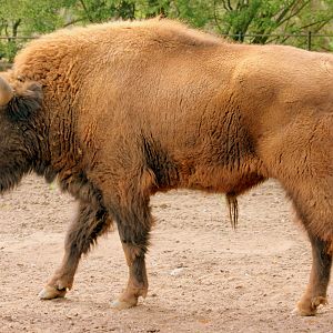 European bison; Whipsnade; 15th April 2017