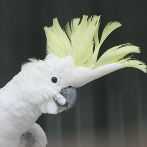Eleonore cockatoo
