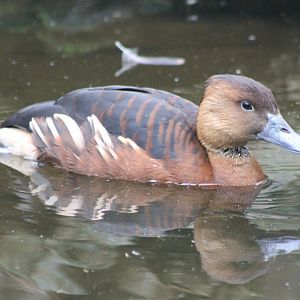 Falvous whistling duck