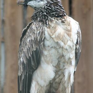 Bearded vulture