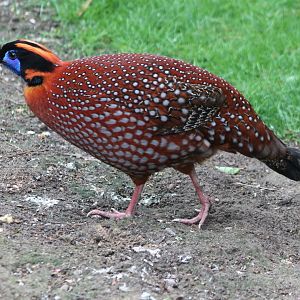 Temminck's tragopan