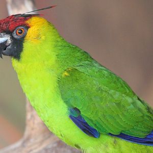 Horned parakeet