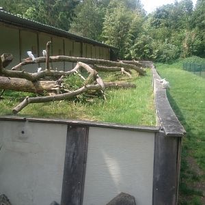 Outdoor enclosure not flying parrots