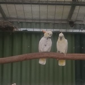 Citron-crested cockatoos