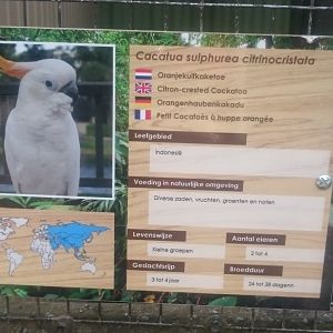 Sign Citron-crested cockatoo