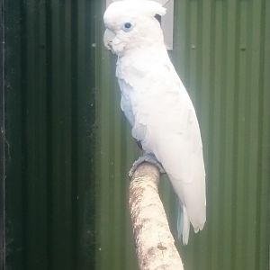 Ducorp's cockatoo