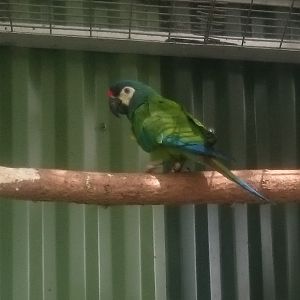 Illiger's macaw