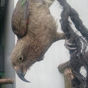 Kea