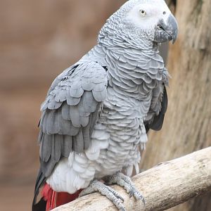 African grey