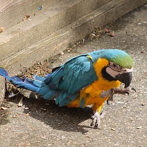 Blue-and gold macaw
