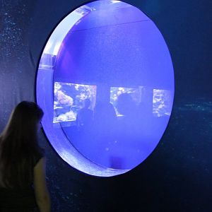 Jellyfish-aquarium