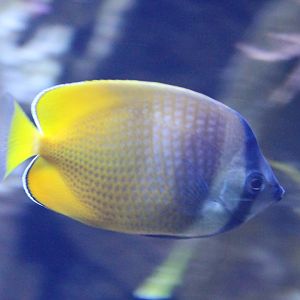 Chaetodon kleini - Sunburst butterflyfish