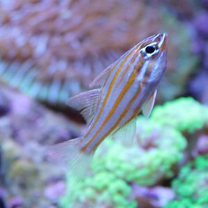 Ostorhinchus cyanosoma