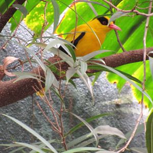 Black-naped oriole