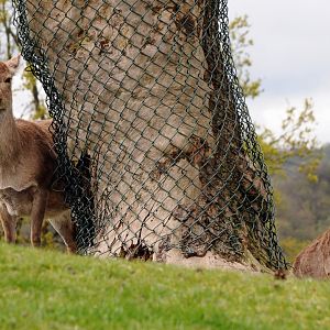 005 - WEST MIDLAND SAFARI PARK 14 04 2017   (616A)