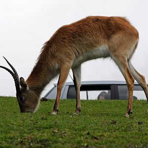 007 - WEST MIDLAND SAFARI PARK 14 04 2017   (901A)