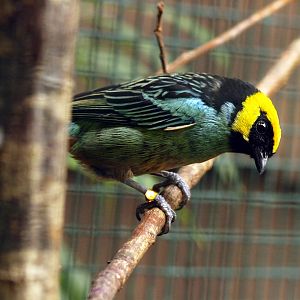 Saffron-crowned tanager