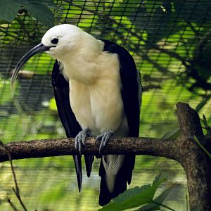 Sickle-billed vanga