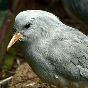 Kagu
