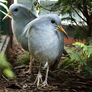 Kagu