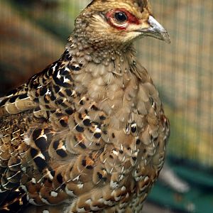 Hume's bar-tailed pheasant