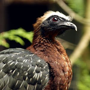 White-crested guan