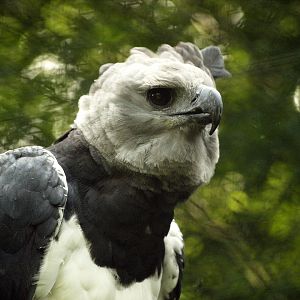 Harpy eagle