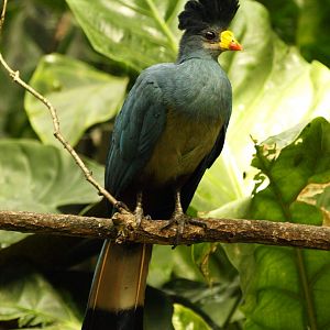 Great blue turaco