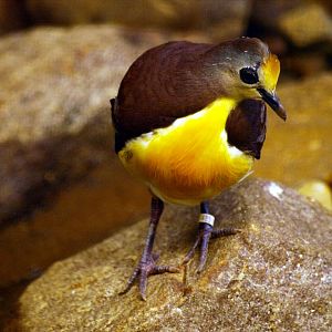 Cinnamon ground dove
