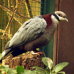 Collared imperial pigeon
