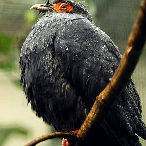 Madagascar blue pigeon